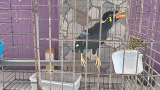 BURUNG BEO PANDAI MENIRUKAN BANYAK SUARA
