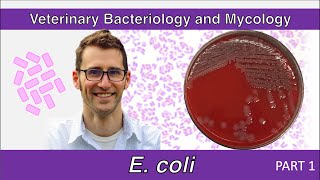 Escherichia coli (Part 1) - Veterinary Bacteriology and Mycology