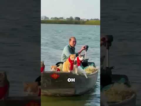 Рыбалка с кошками и голубем: настоящая удача! 🐟🐈 #животные