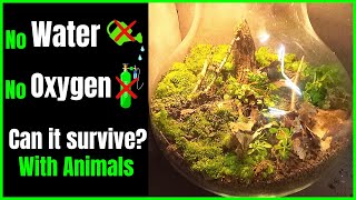 Making a terrarium | Self Sustaining Ecosystem in a jar