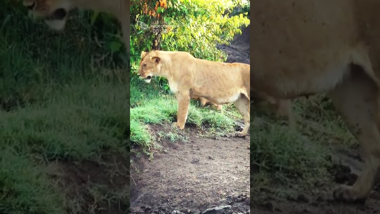 Cute Little Lion Cub Screams For Help From His Mother | Naboisho Mara, Kenya