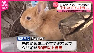 【取材中に遭遇】ウサギ30匹以上が山中に…何者かが遺棄か  神奈川・逗子市