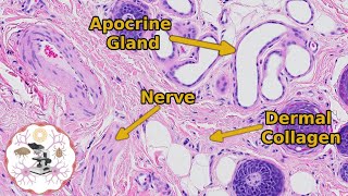 Histology of the Dermis, Glands and Subcutis