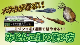 ミジンコを殖やしてメダカを殖やそう　～みじんこ畑のセット方法・管理方法～