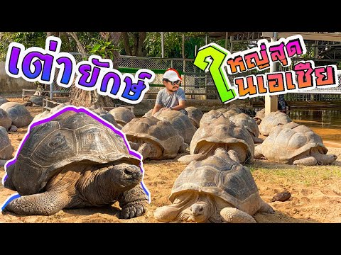 ฟาร์มเต่ายักษ์ ที่ใหญ่ที่สุดในเอเชีย ตัวใหญ่มาก...! Aldabra Turtle Farm The largest in Asia.