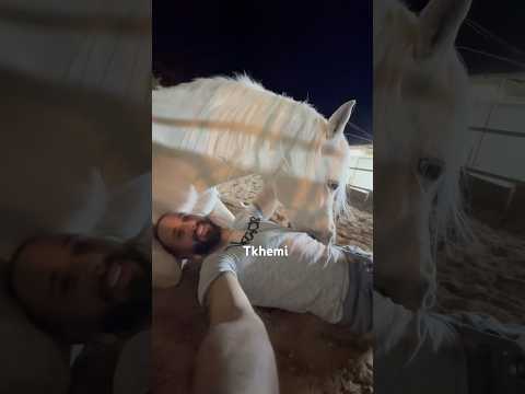 كنت زعلان ردت فعل حصاني الباشا خيل خيل عربيه اصيله اكسبلور