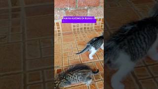 Suara kucing meong-meong. #meongmeong #sayangkucing #youtubeshorts