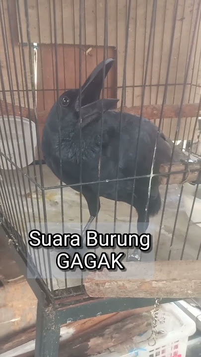 SUARA BURUNG GAGAK