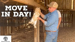 Starting Our RAKEN Barn  Rabbits and Chickens Together