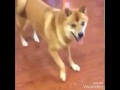 crazy dog dancing to MEME song