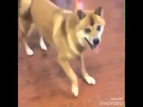 crazy dog dancing to MEME song - YouTube