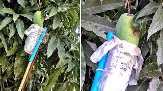 Fruit Wrapper Device From Plastic Bottle  | Thaitrick