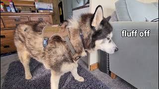 Husky's Reaction when a Harness is put on is Priceless!