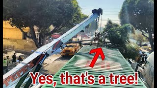 Using the new HULK rotator to lift a tree off a trailer!