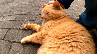 公園の茶トラ猫をナデナデすると足元に擦り寄ってきてカワイイ