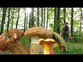 Дубові БІЛІ ГРИБИ (Boletus reticulatus ), двійник Білих грибів та перші Лисички 2023