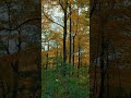 Forest Colors рџЊІрџЌЃ Nature Lovingnature Forest Colors рџЊІрџЌЃ Nature Lovingnature