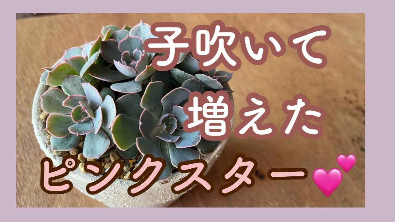 Top【選抜株】多肉植物362168ピンク スターライト70個鉢無し/脱土
