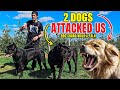 We just got attacked by 2 dogs  dog squad walk  talk dog canecorso