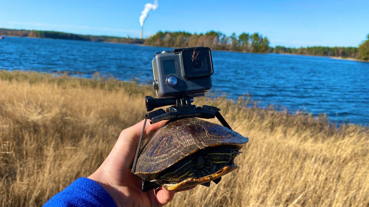 Turtle Gopro GoPro on Turtle - YouTube