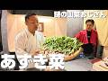 謎の山菜おじさん本格始動
