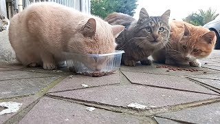 At first only a cat came, but then... by My street cats 62 views 1 year ago 2 minutes, 15 seconds