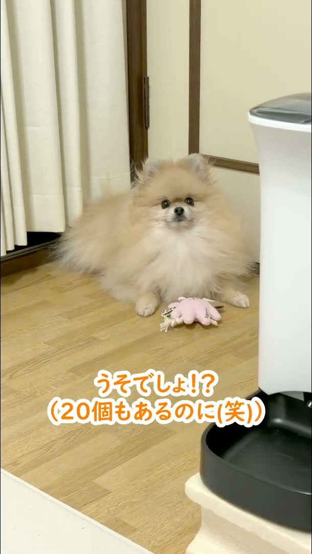 7歳になったポメラニアン…大好きな玩具への興味に変化が≪#1120