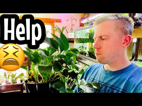 Video: Problemer med Pothos-planter - Hvad skal man gøre for forkrøblede Pothos-planter