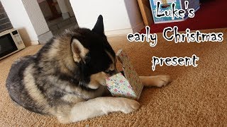 Luke's early Christmas present by Kita Roque 10 views 5 years ago 2 minutes, 42 seconds