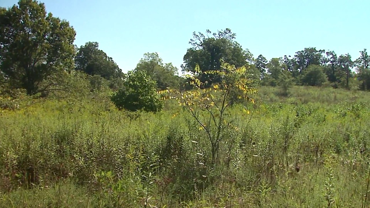 shooting in the bronx Griffith Woods Wildlife Management Area