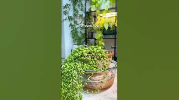Have you struggled with String of Pearls or are you an elite plant person? 😂🪴🪴