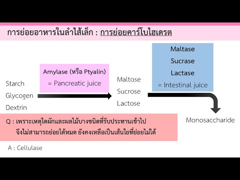 การย่อยอาหารของมนุษย์ |Carb in Intestine | EP.2 [5/9] | ชีววิทยา​ 4 | Anchan__