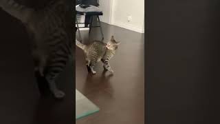 Oscar-Worthy Performances Cats At Their Funniest