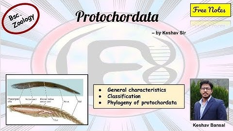 Protochordata ( Urochordata & Cephalochordata ) || Bsc || Free PDF notes || by Viologia EXtrema