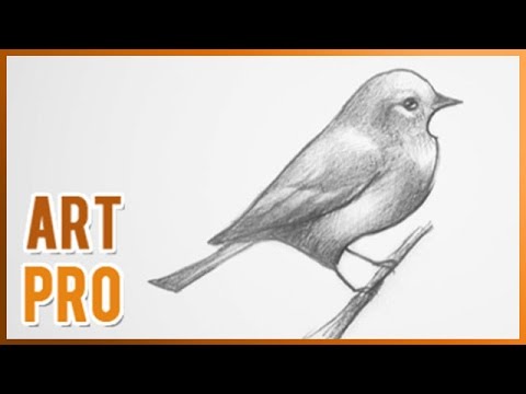 Video: How To Draw A Bird: A Step-by-step Lesson