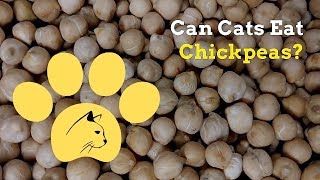 Can Cats Eat Chickpeas | Good or Bad for Your Cat by Cats How 615 views 4 years ago 1 minute, 28 seconds