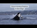 Orcas of san diego