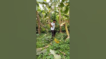 Banana Tree Cutting (Ep-06)