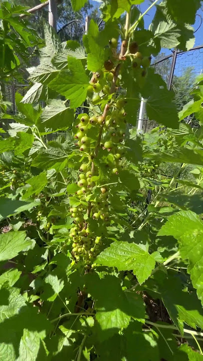 OMG-Oh My Garden   Fast Greenhouse tour Part 1 #garden #ihavethisthingwithplants