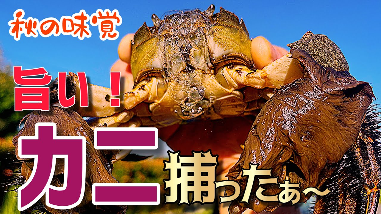 秋の味覚を探せ！秘密のカニ捕りスポットで驚きの大漁！
