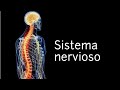 El sistema nervioso - Ciencias Naturales