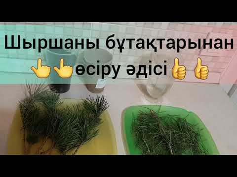 Бейне: Туған күнді қалай айтуға болады: 12 қадам (суреттермен)