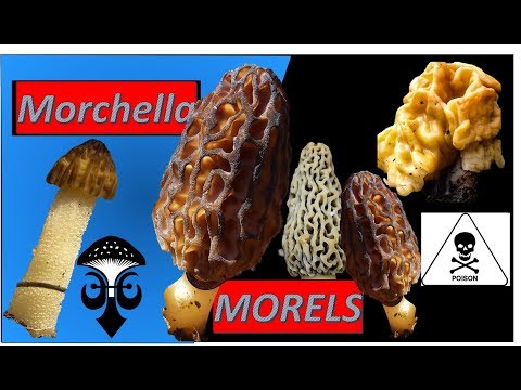 Video: Morels: Savāc Un Gatavo