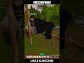 Vintage Story - Two Bears Too Many #vintagestory #gamingshorts #shortsvideo #shorts