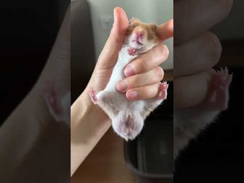 Video: Suriye hamsterları: sınıflandırma, açıklama ve bakım