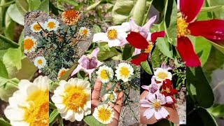 😱আমার গ্রামের🏕এতো💐সুন্দর ফুলের🥀বাগান এখনও😍 #viral #youtubeviral #flowers #village #wow #beautiful by 🏕আমার গ্রামের সৌন্দর্য🥰 40 views 1 month ago 1 minute, 54 seconds