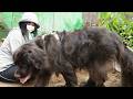 はしゃぐ大型犬と畑仕事!自家製ハンバーガーを作って猫達と食べる!