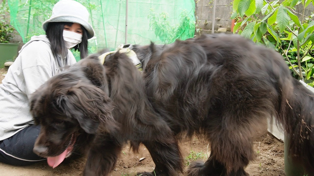 はしゃぐ大型犬と畑仕事!自家製ハンバーガーを作って猫達と食べる!