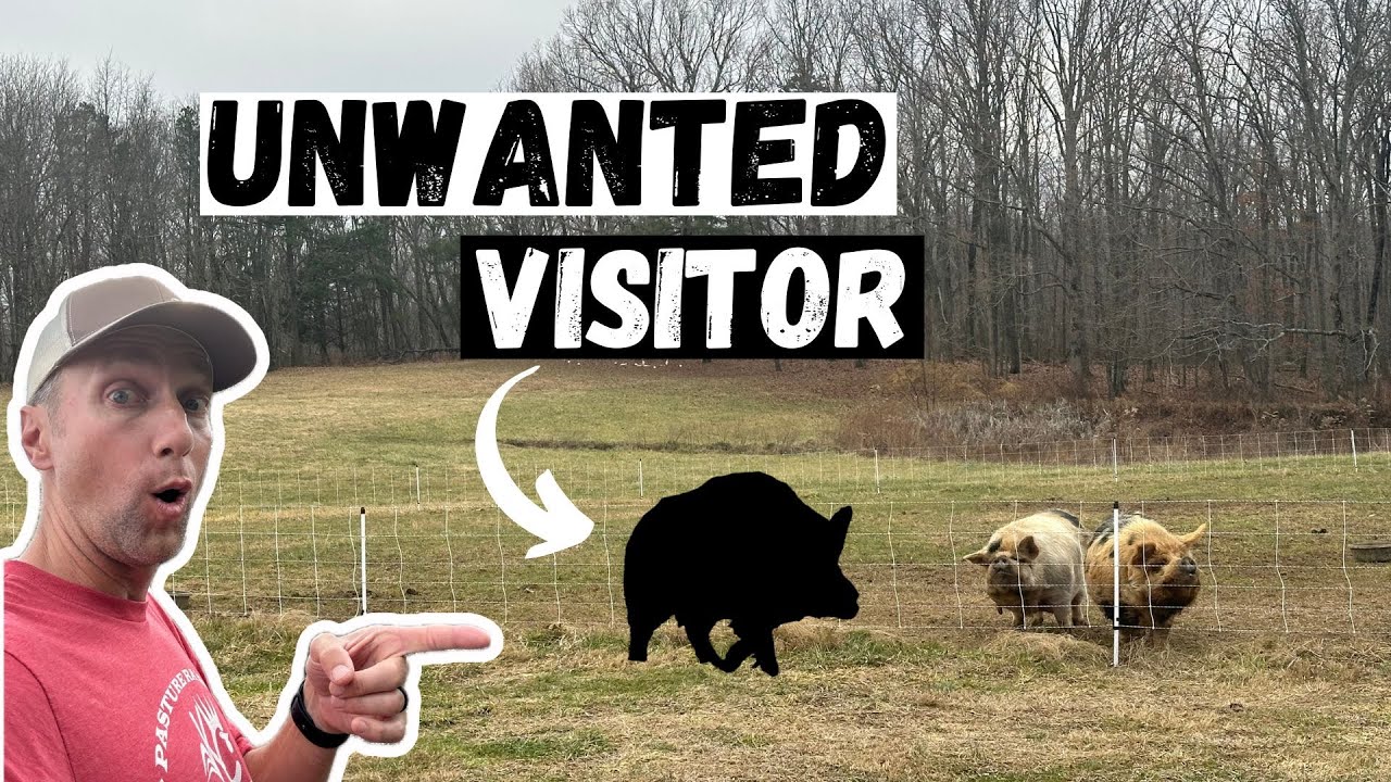 На ферму проник незваный гость!