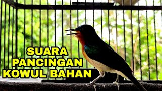 SUARA KOLIBRI WULUNG MEMANGGIL LAWAN UNTUK PANCINGAN KOWUL BAHAN MACET BUNYI